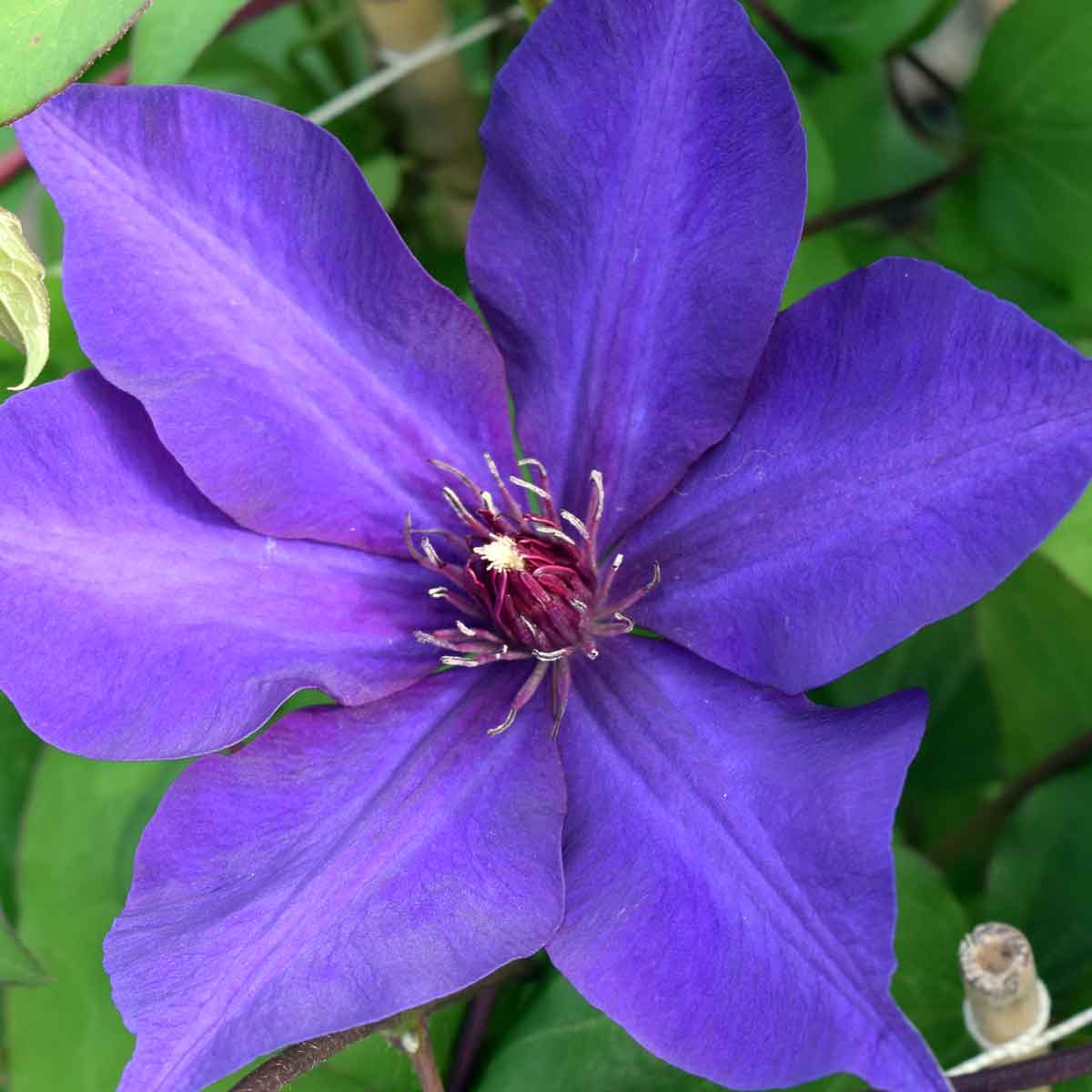 Clematis The President