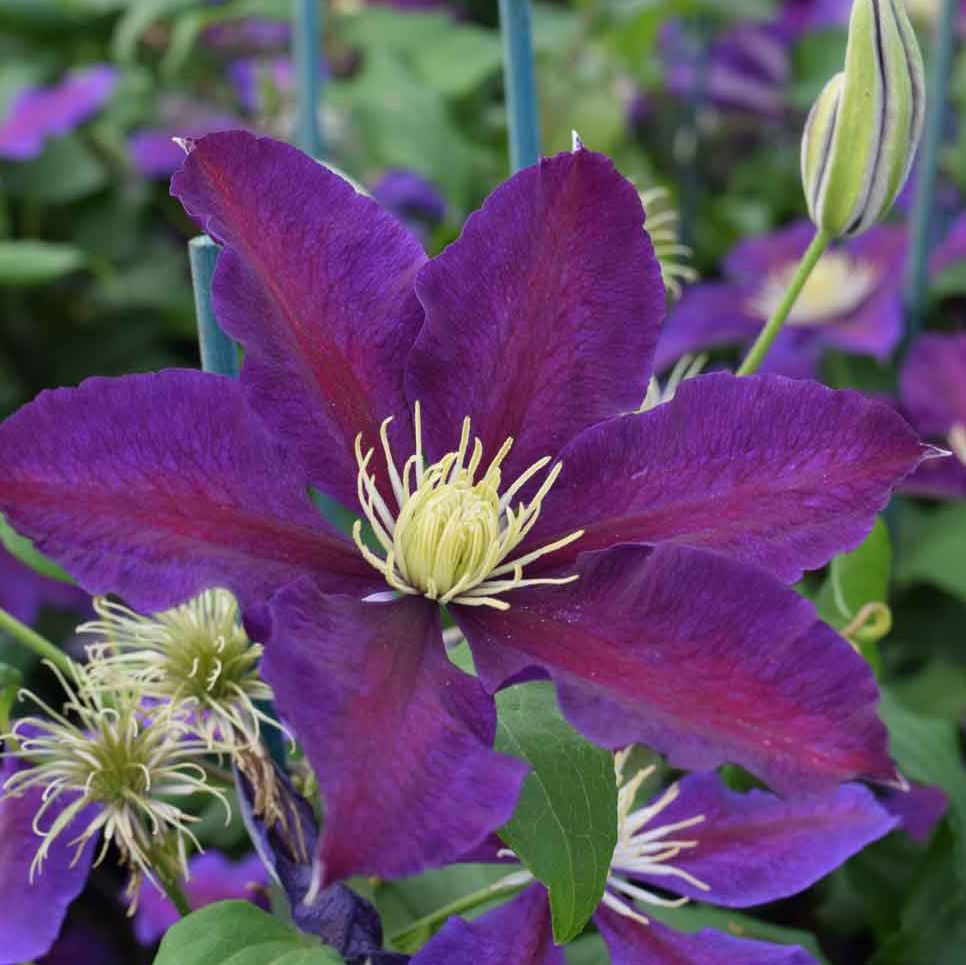 Clematis The Vagabond