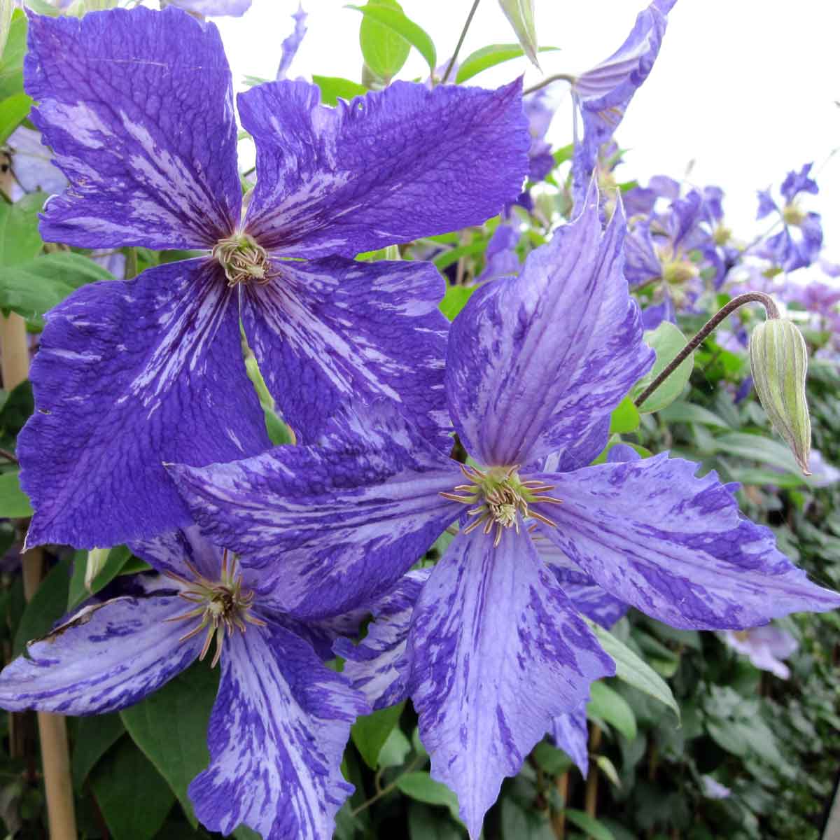 Clematis Tie Dye