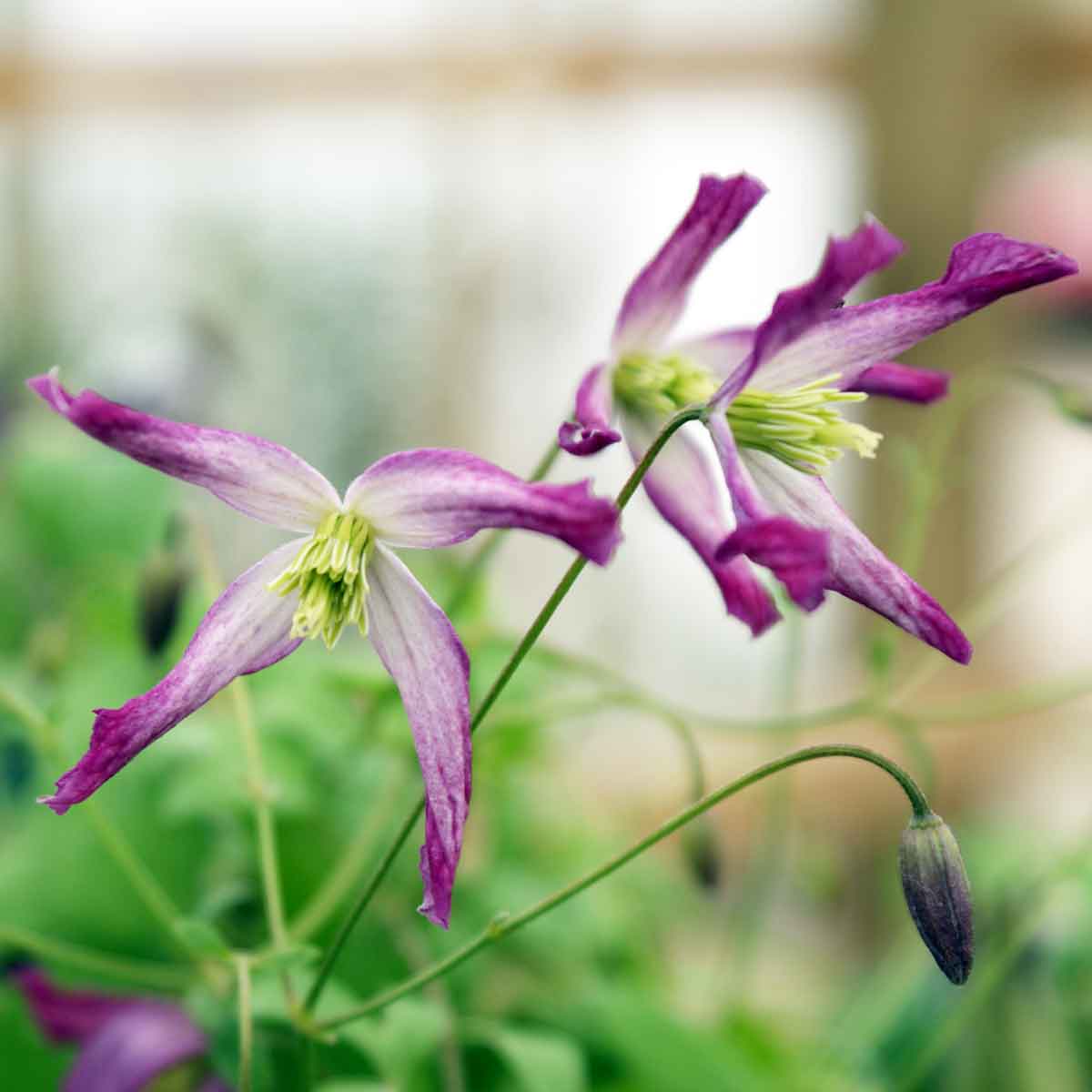 Clematis triternata Rubromarginata