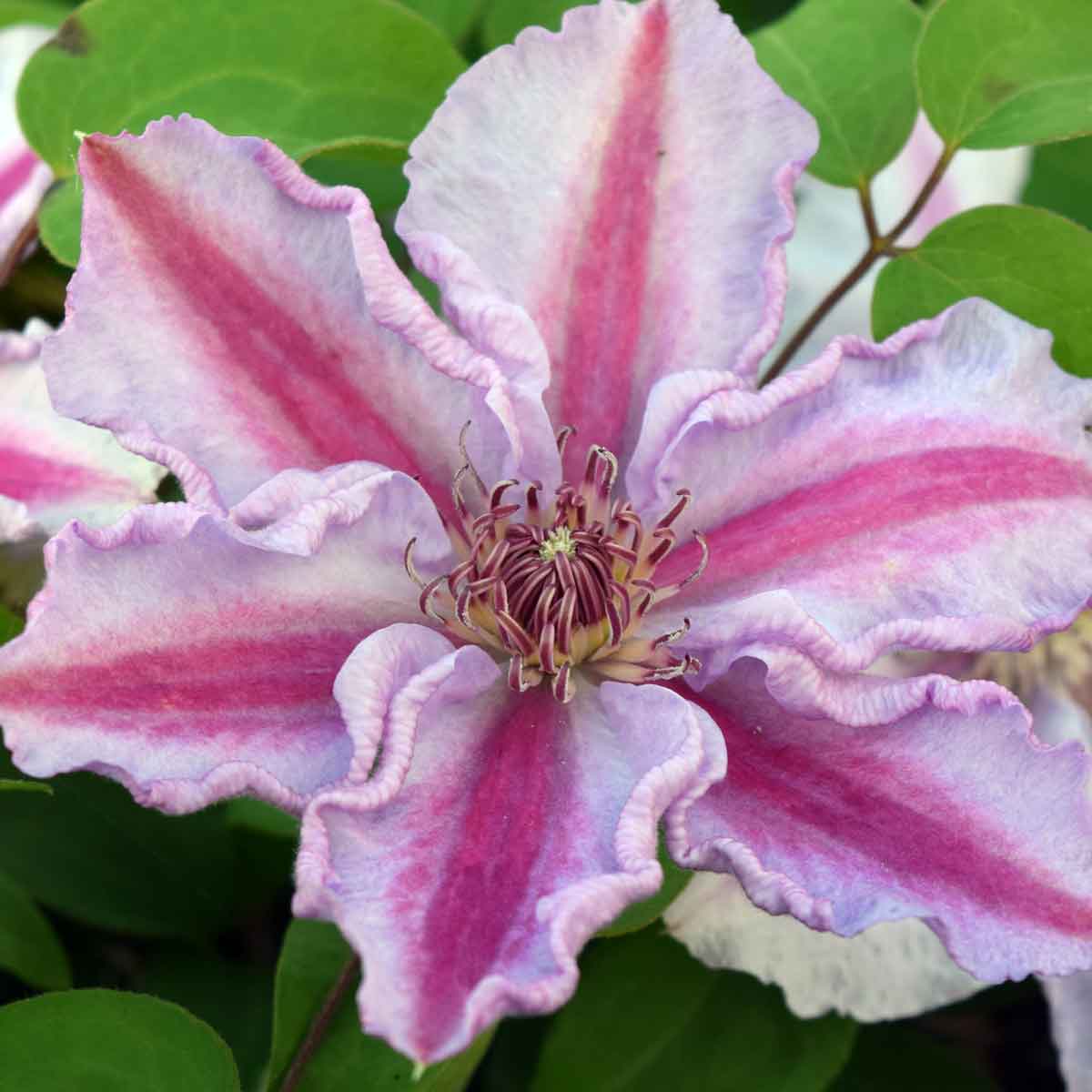 Clematis Tudor