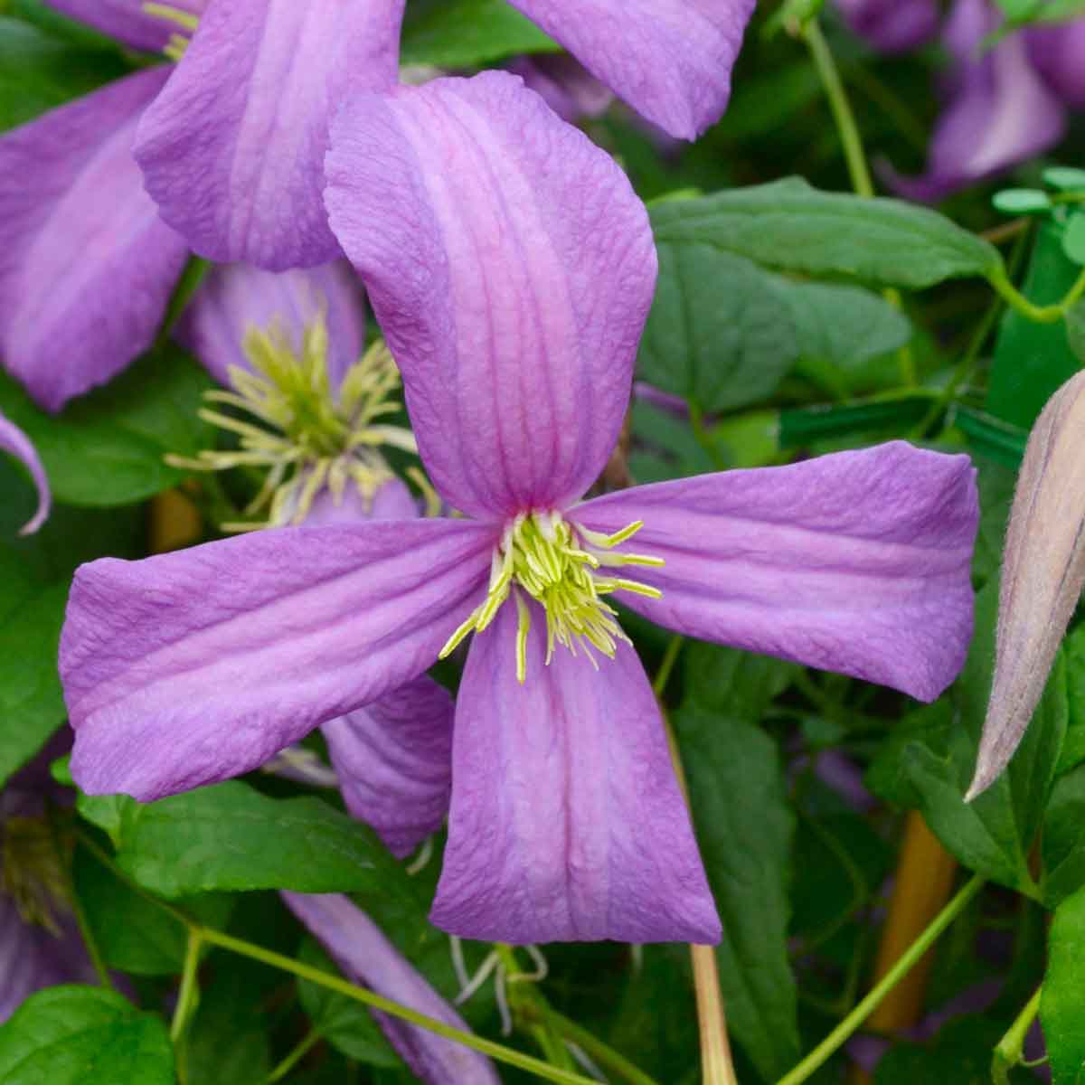 Clematis Valour