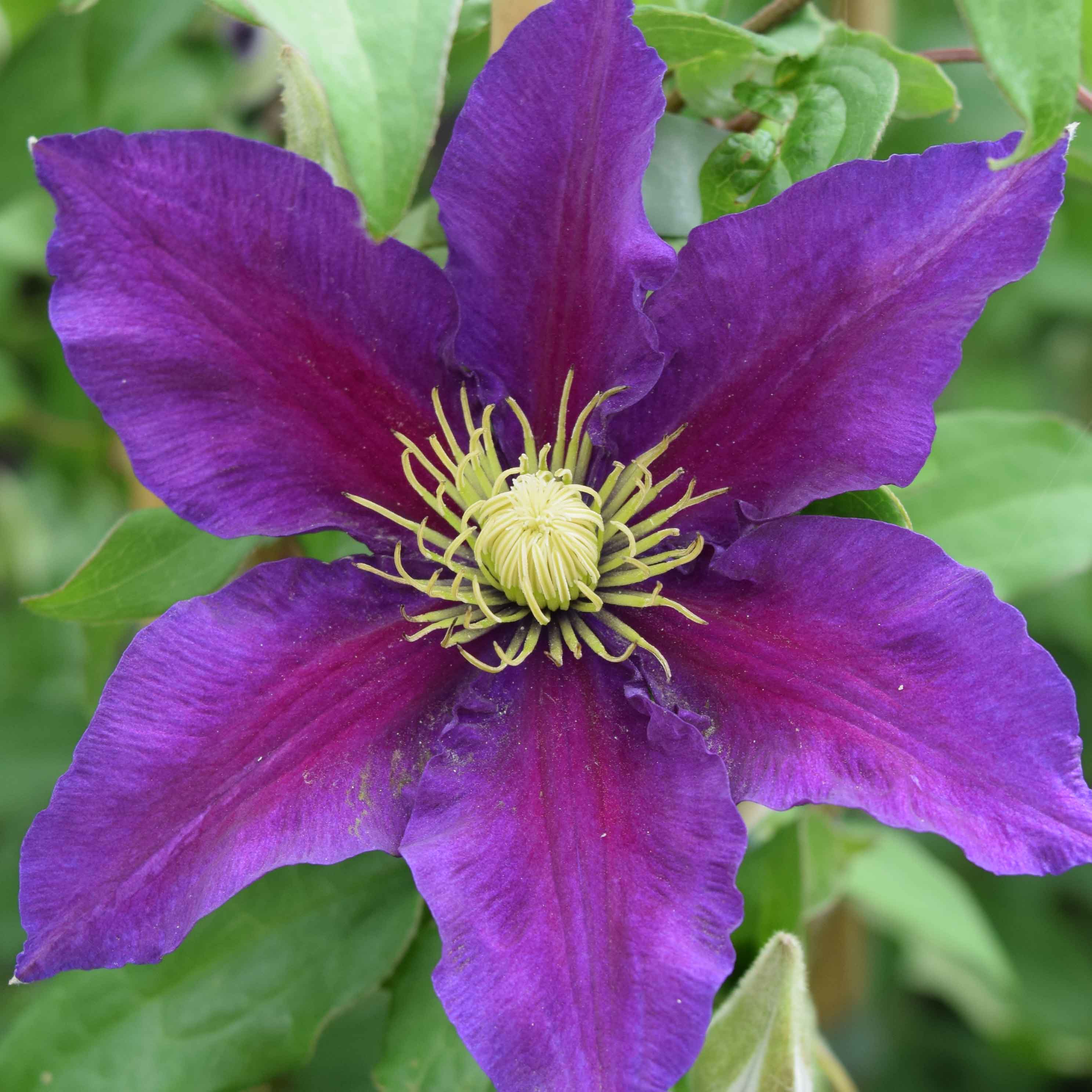 Clematis Varenne