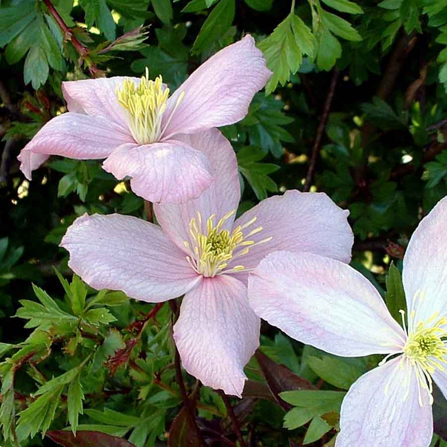 Clematis Vera