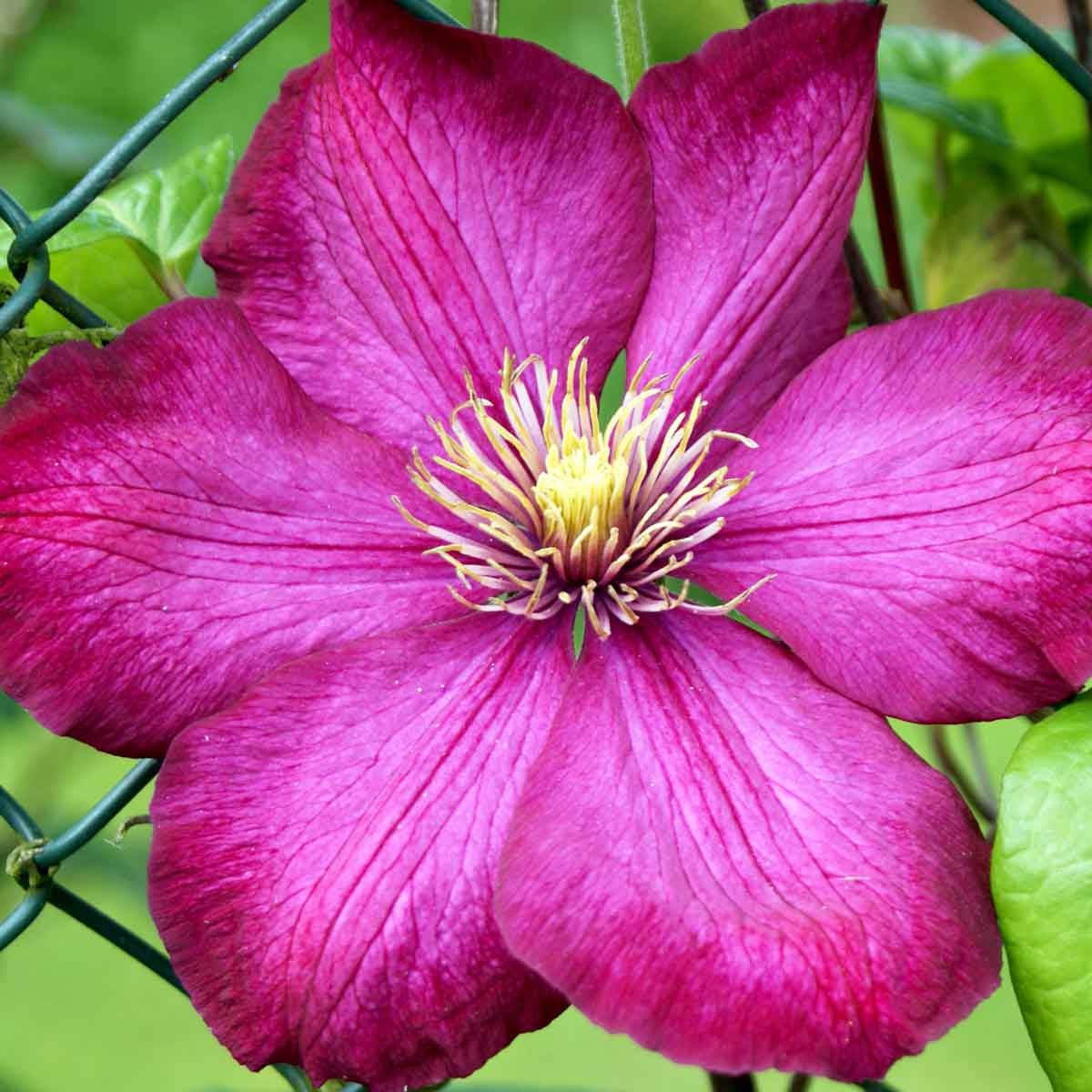 Clematis Ville de Lyon