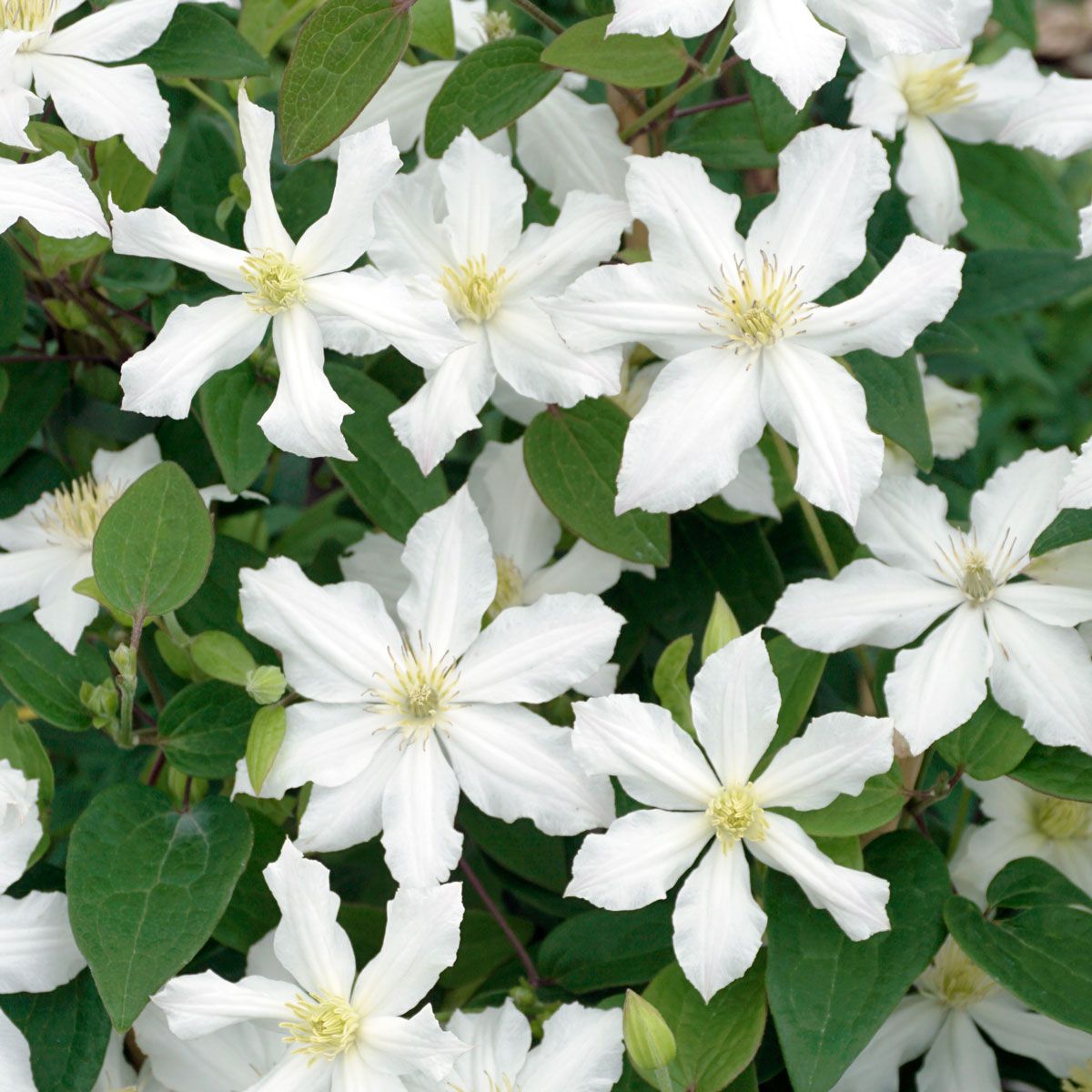 Clematis WHITE ARABELLA 'Zo14089'