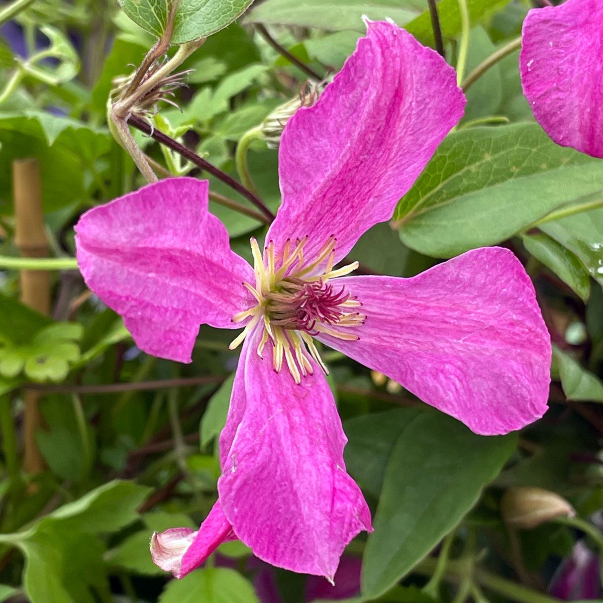 Clematis WONDERFUL 'Zo09073'