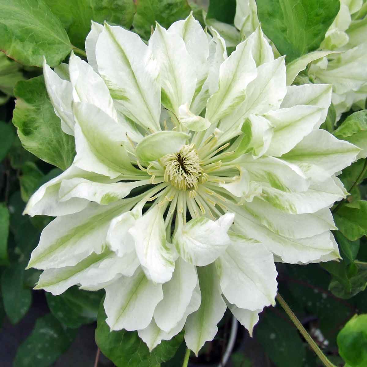 Clematis Yukiokoshi