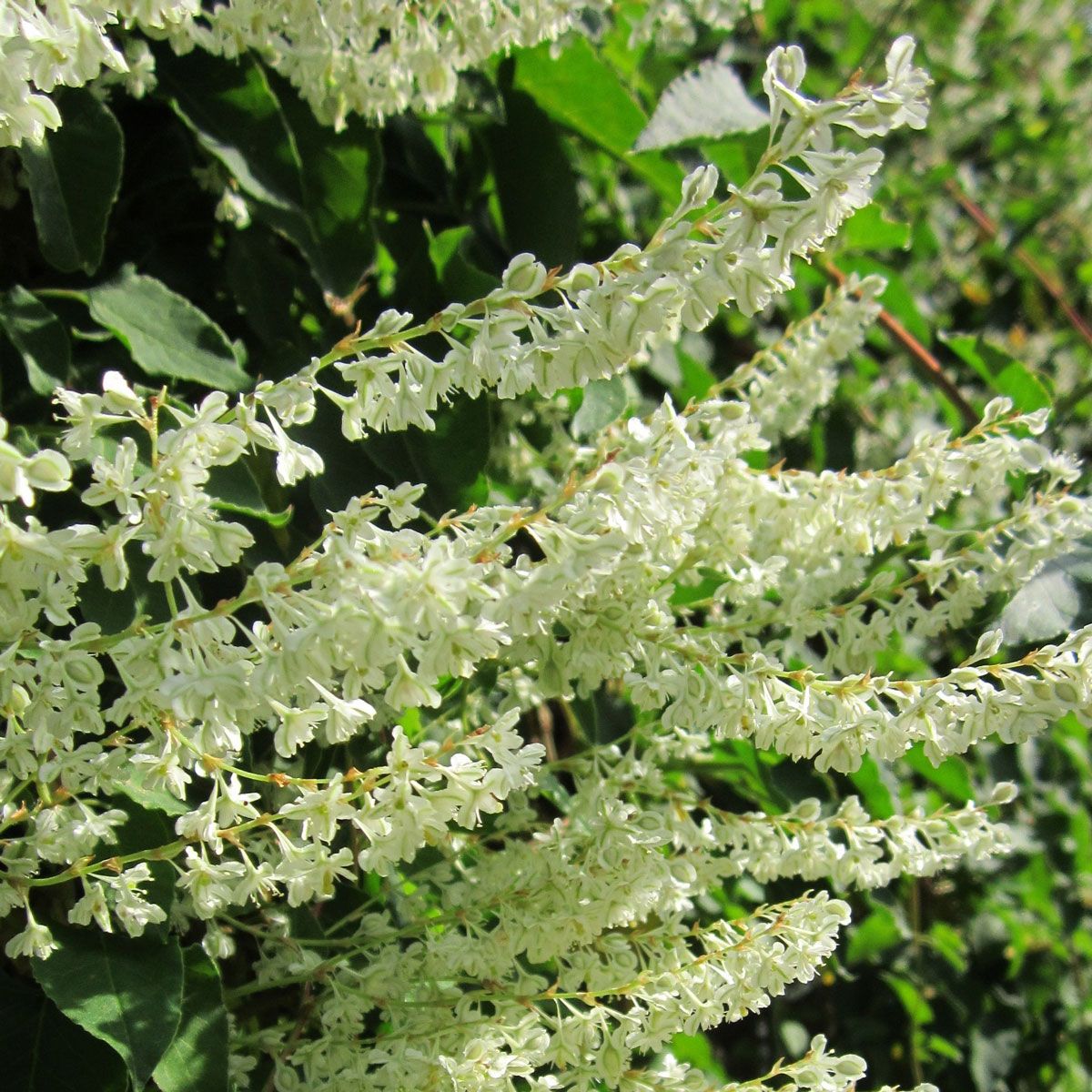 Fallopia baldschuanica (Russian Vine)