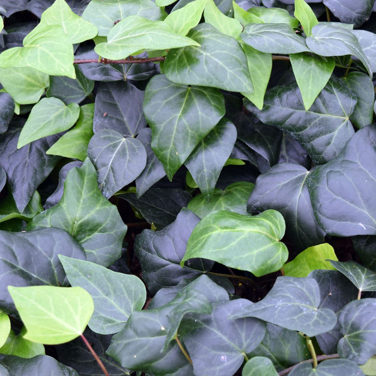 Hedera colchica Dentata