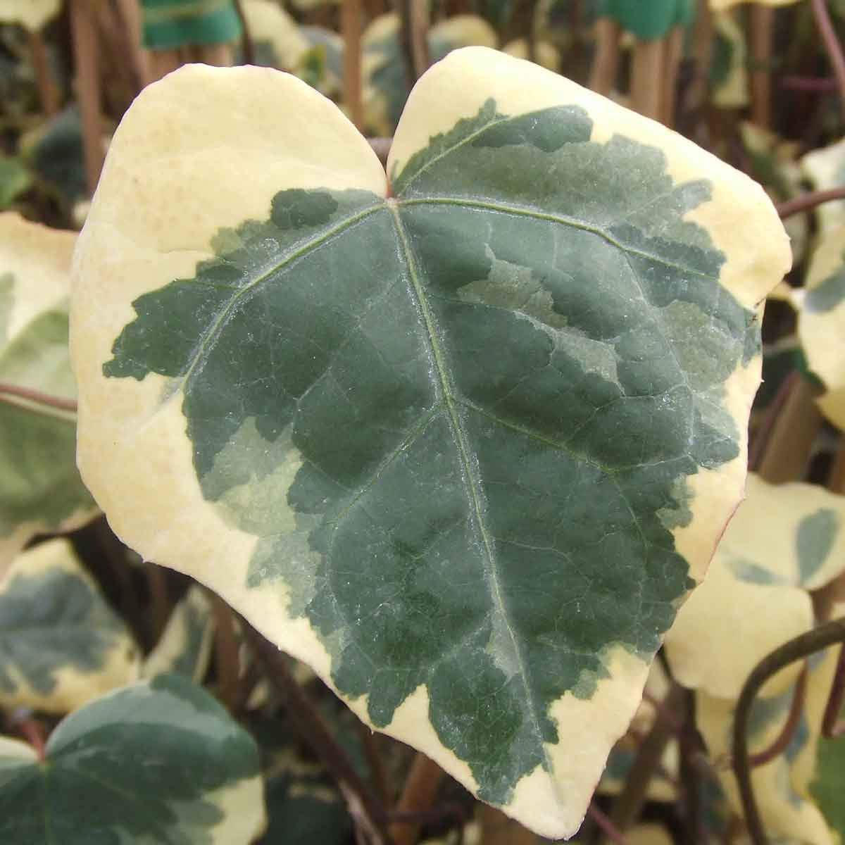 Hedera colchica Dentata Variegata