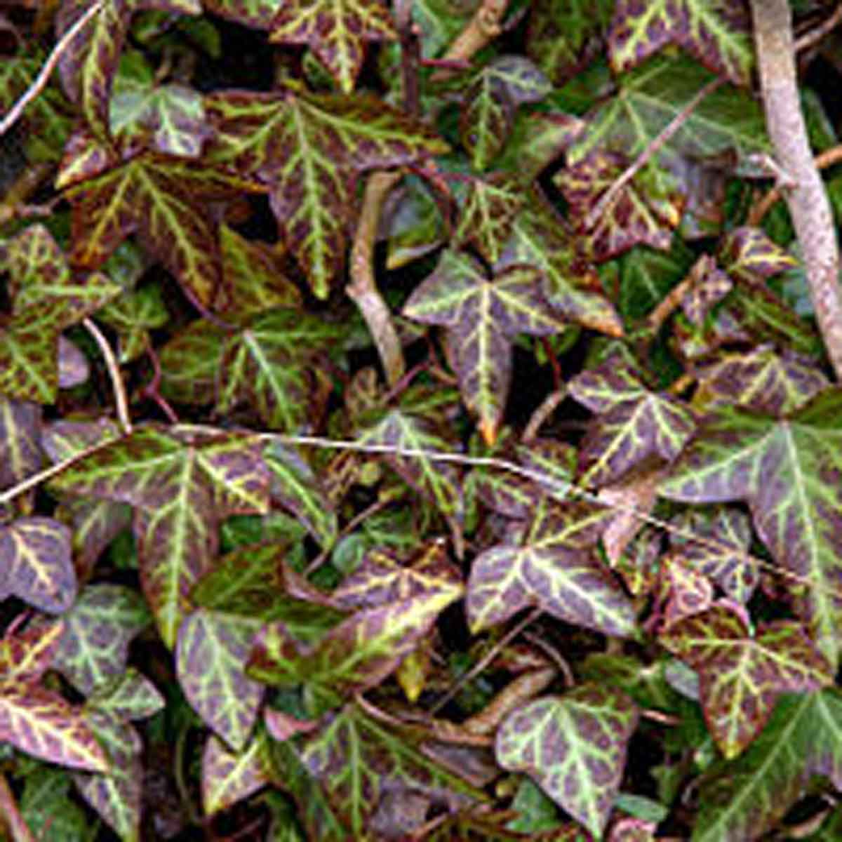 Hedera helix Atropurpurea