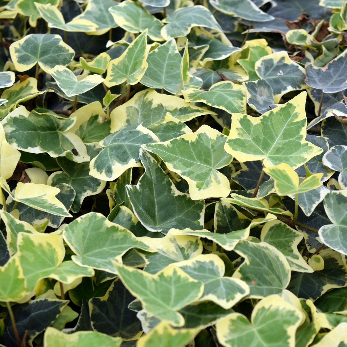 Hedera helix Goldchild