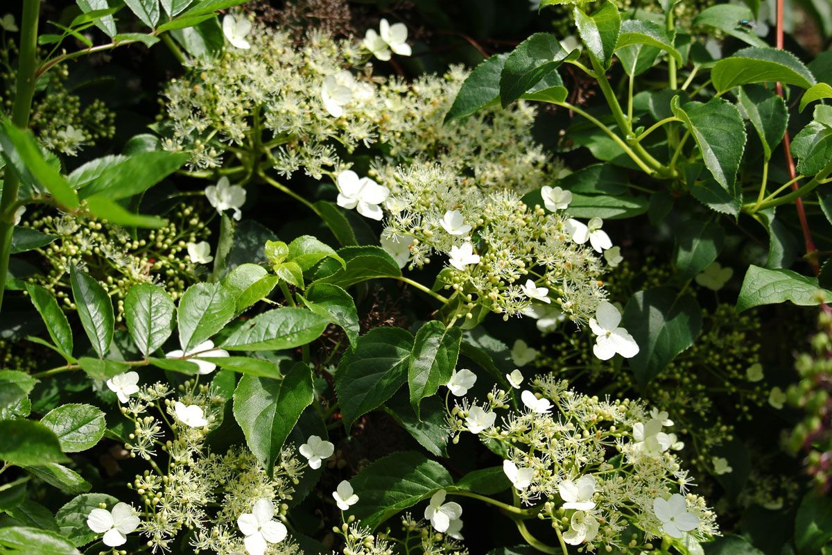 Hydrangea seemannii Superior Quality Climbers thorncroftclematis.co.uk
