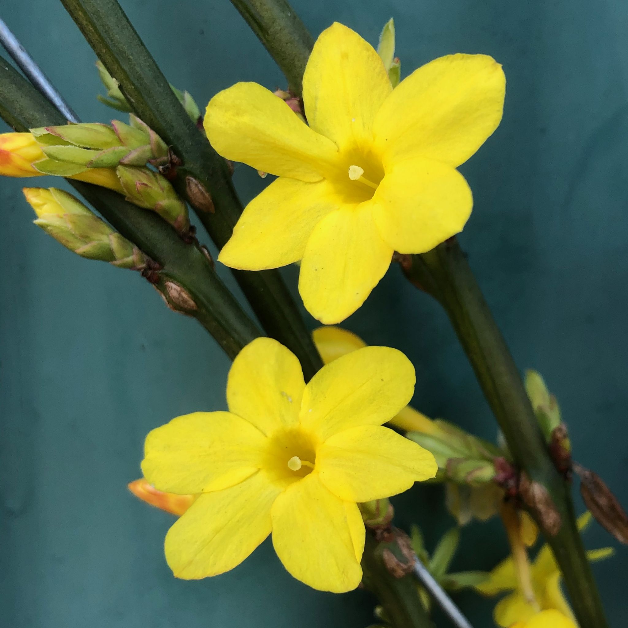 Jasminum nudiflorum