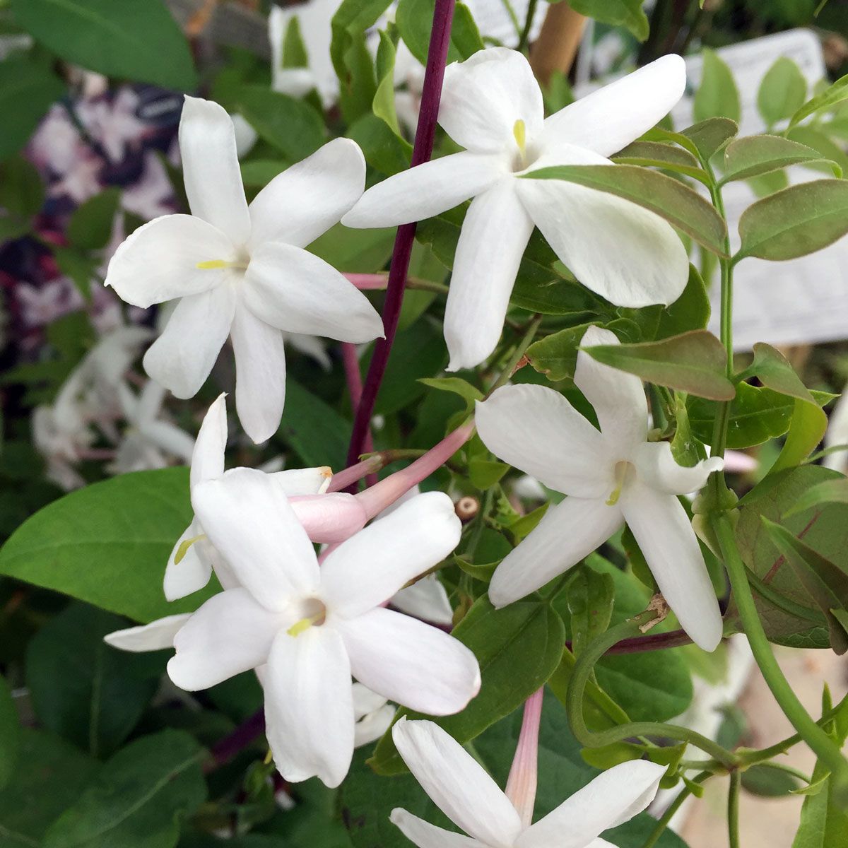 Jasminum officinale