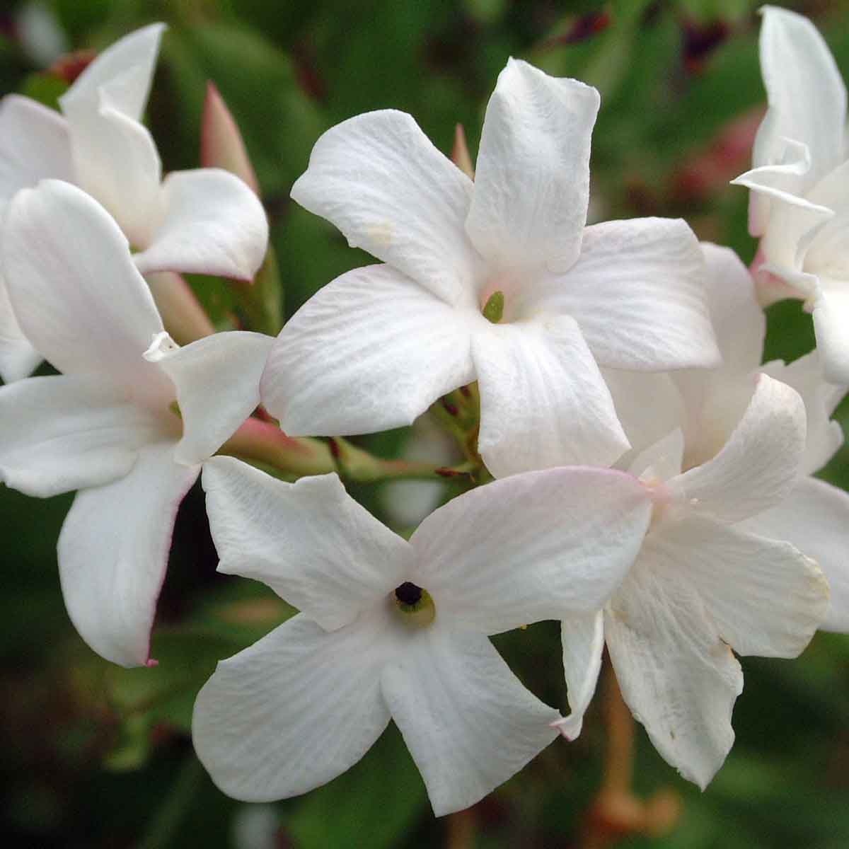 Jasminum officinale Affine