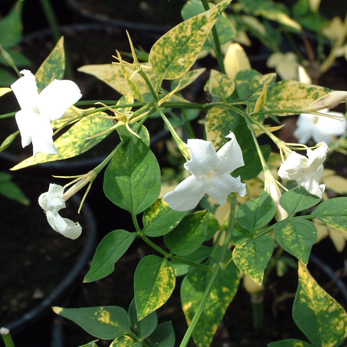 Jasminum officinale Aureum (Aureovariegatum)