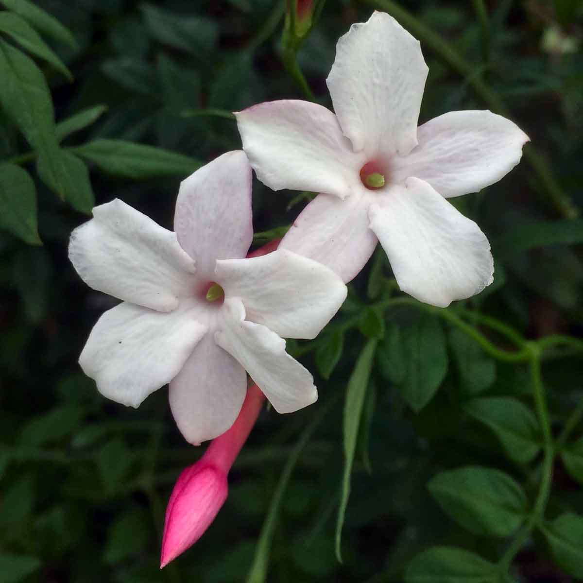 Jasminum officinale Inverleith