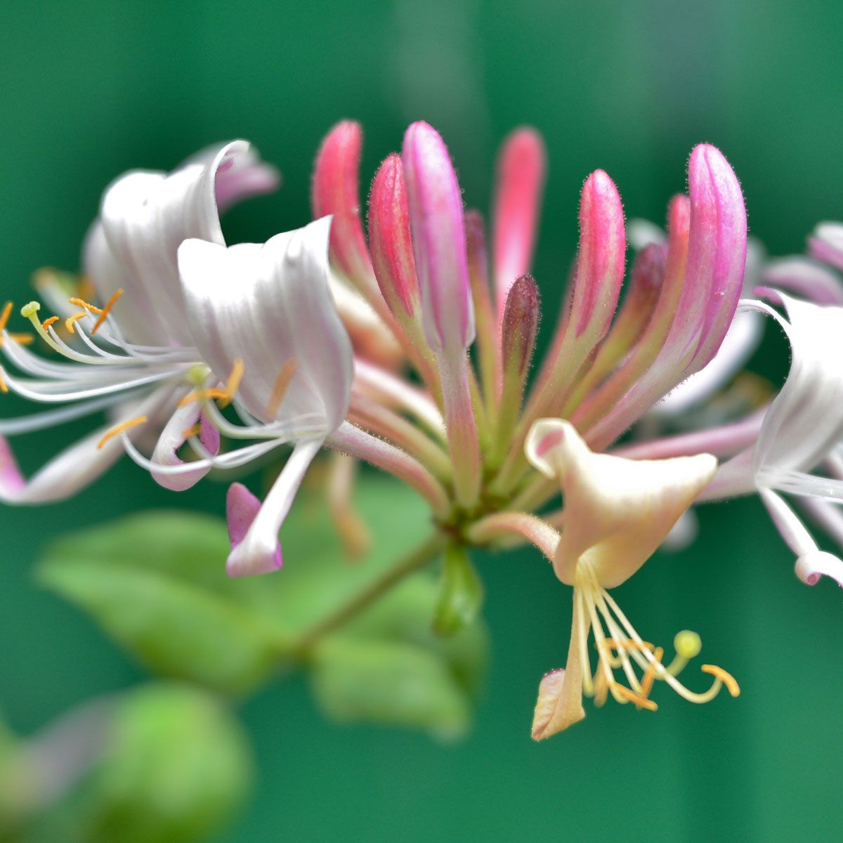 Lonicera etrusca Superba