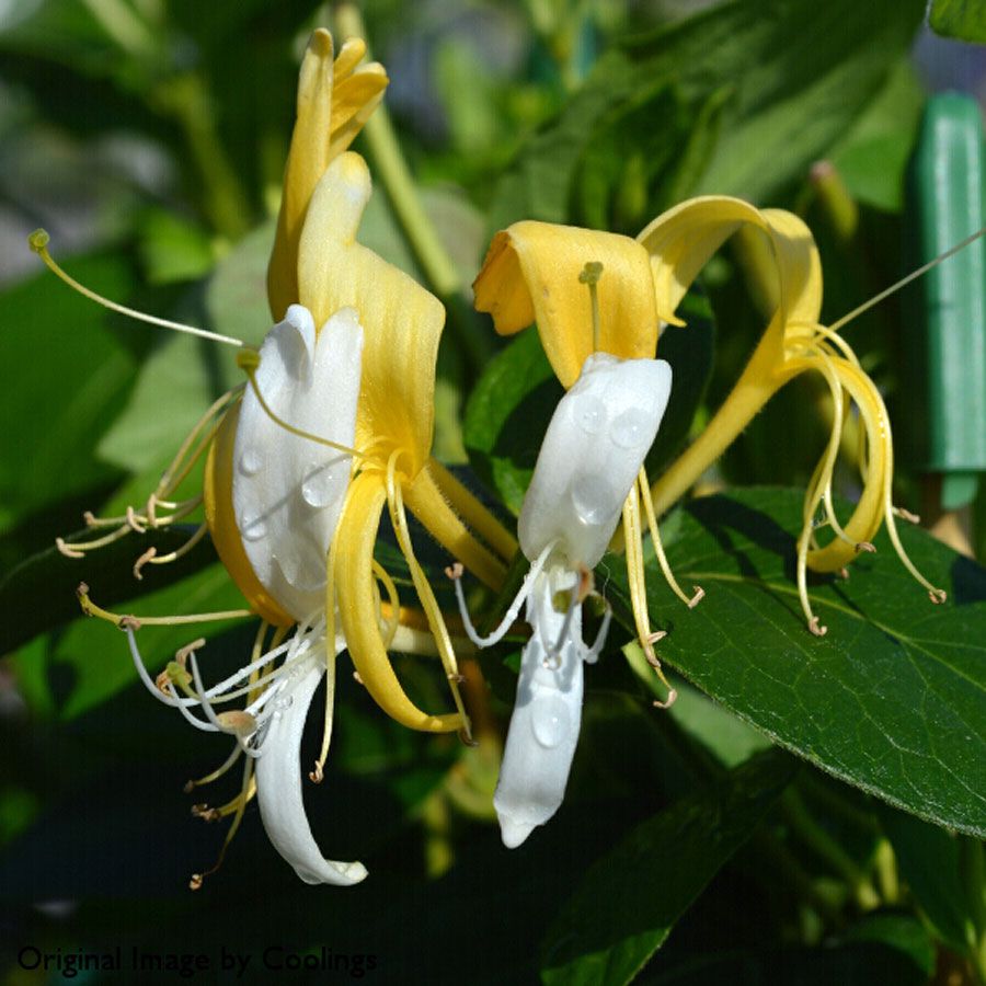 Lonicera japonica Cream Cascade