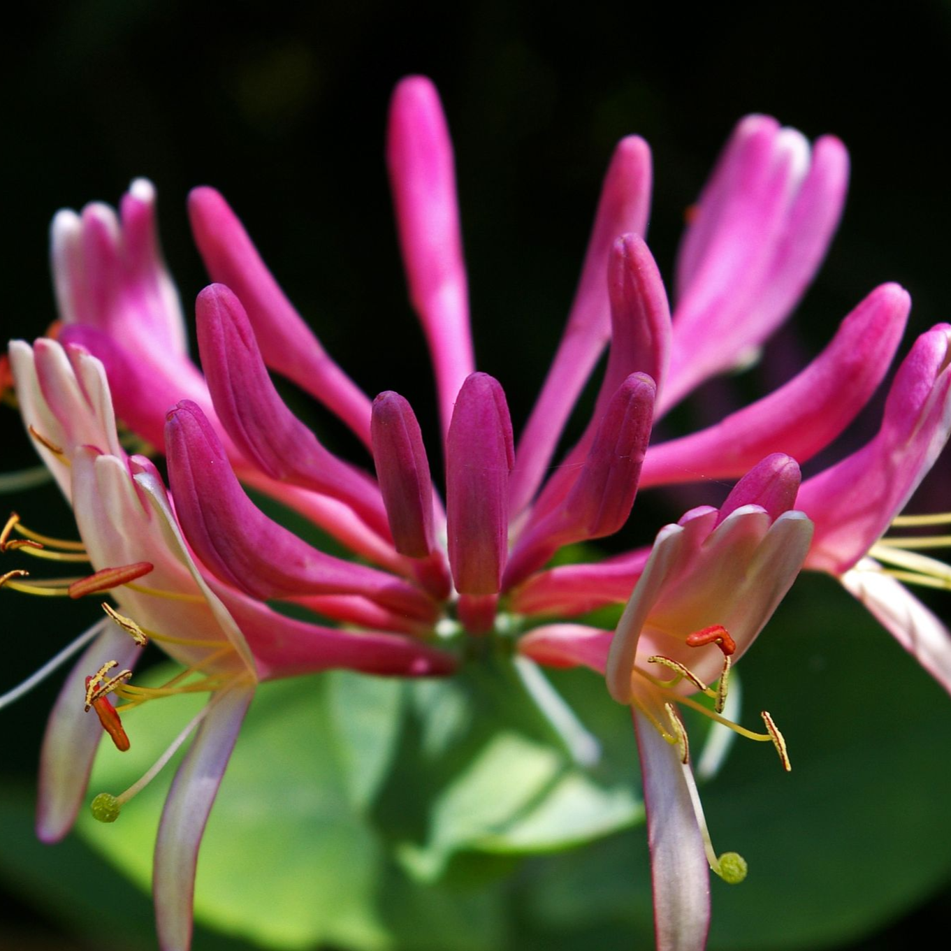 Lonicera japonica Dart's World