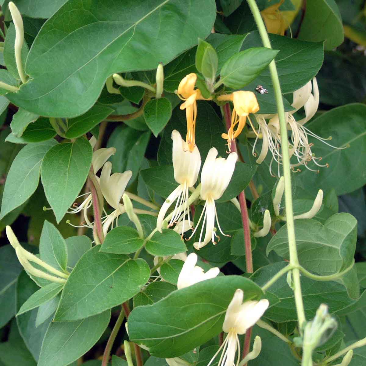 Lonicera japonica Halliana