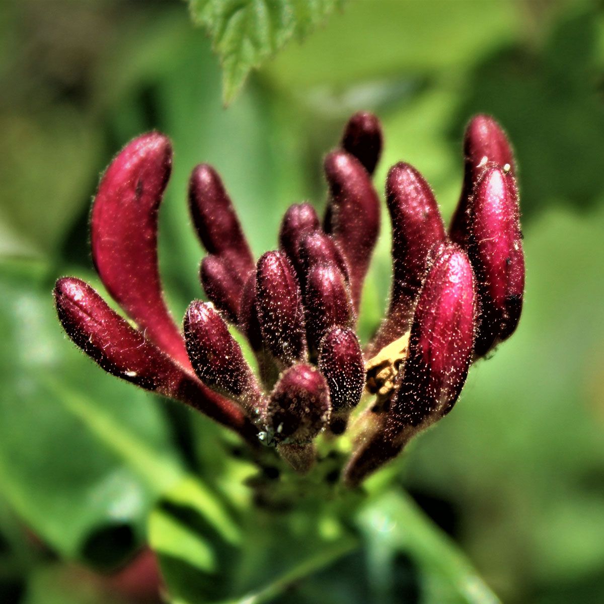Red honeysuckle deals