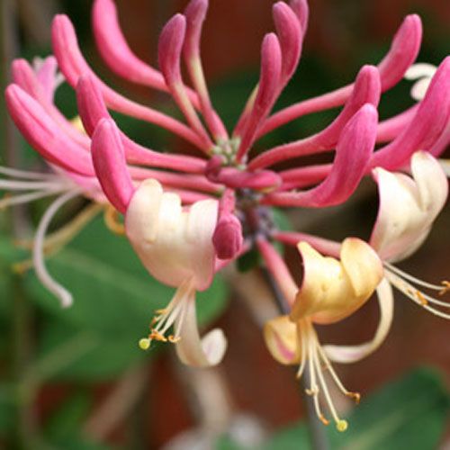 Lonicera japonica var. repens