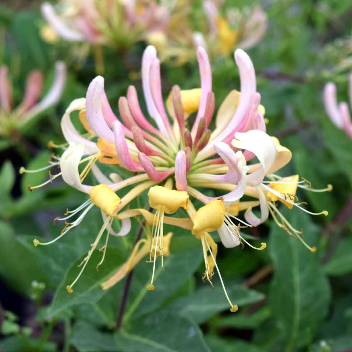 Lonicera periclymenum Belgica