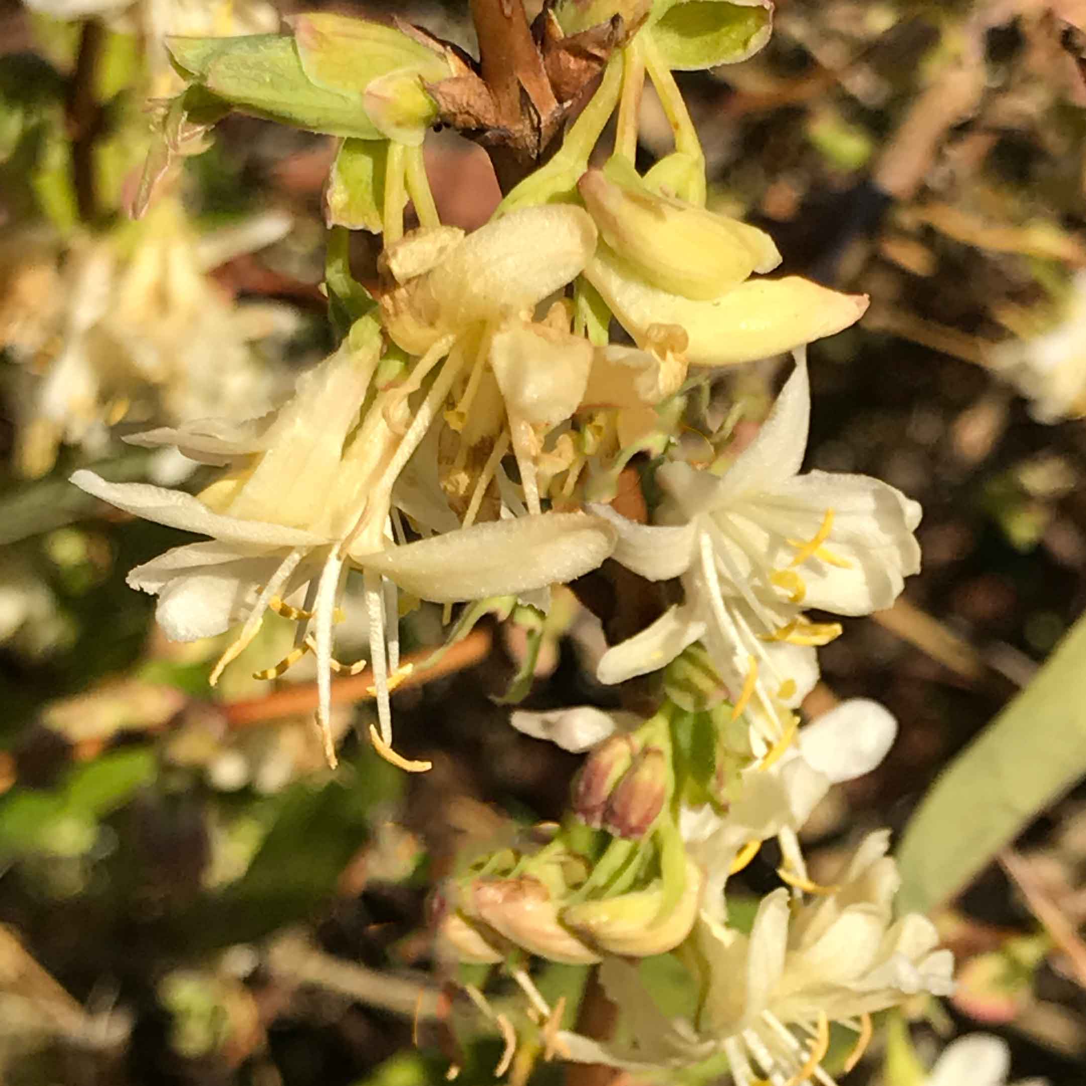 Lonicera purpusii fragrantisima