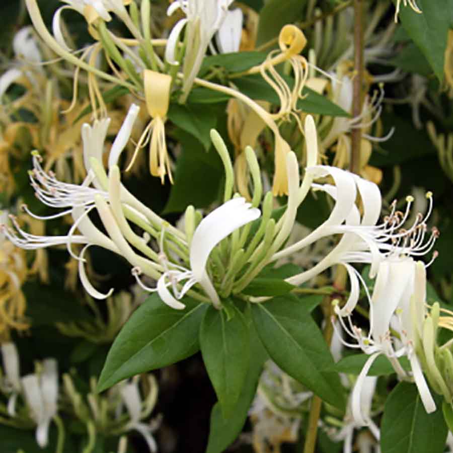 Lonicera similis var. delavyii