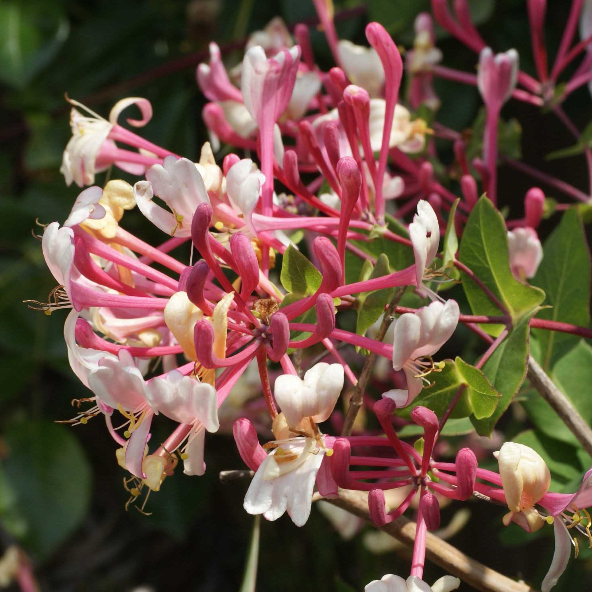 Lonicera x americana