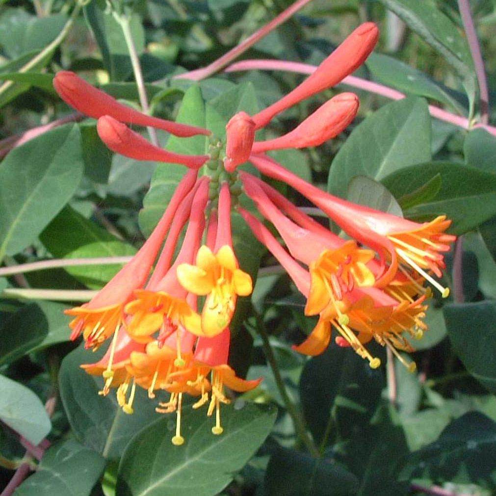 Lonicera x brownii Dropmore Scarlet