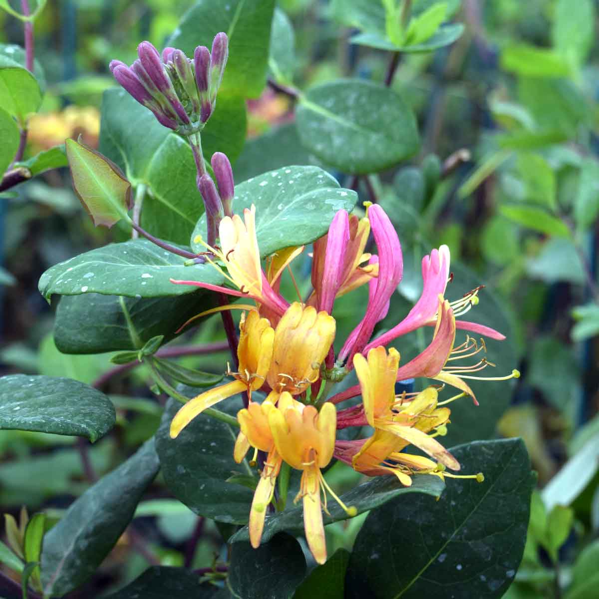 Lonicera x heckrottii Gold Flame (American Beauty)