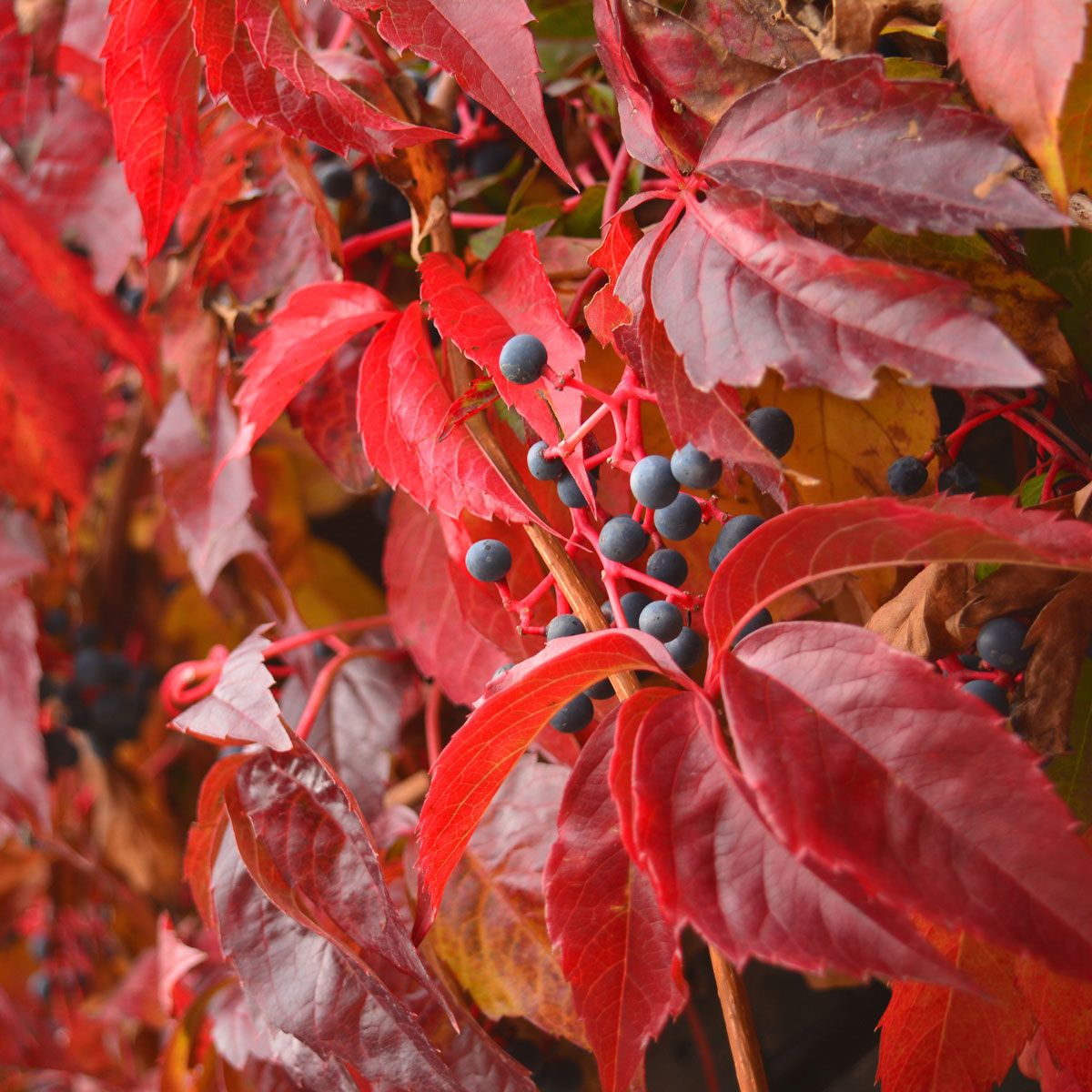 Parthenocissus quinquefolia