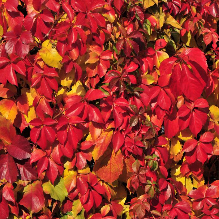 Parthenocissus quinquefolia REDWALL Troki