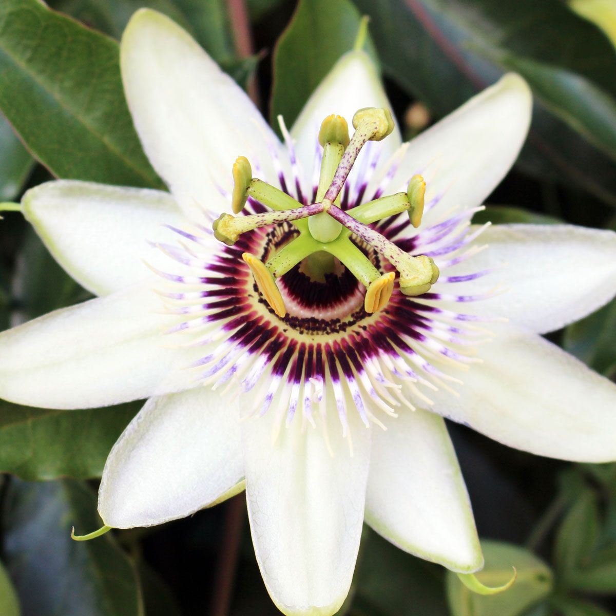 White passion deals flower
