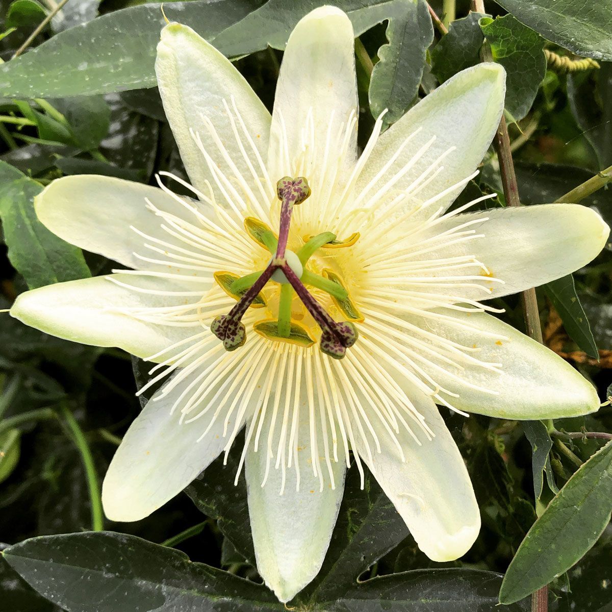 Passiflora Snow Queen