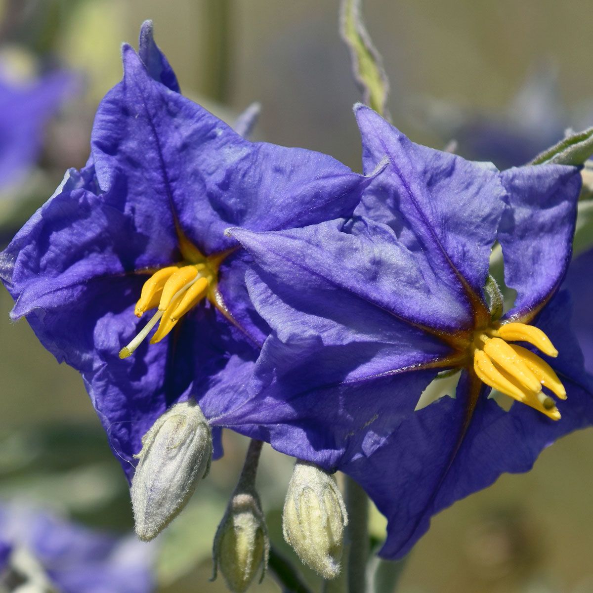 Solanum crispum Glasnevin