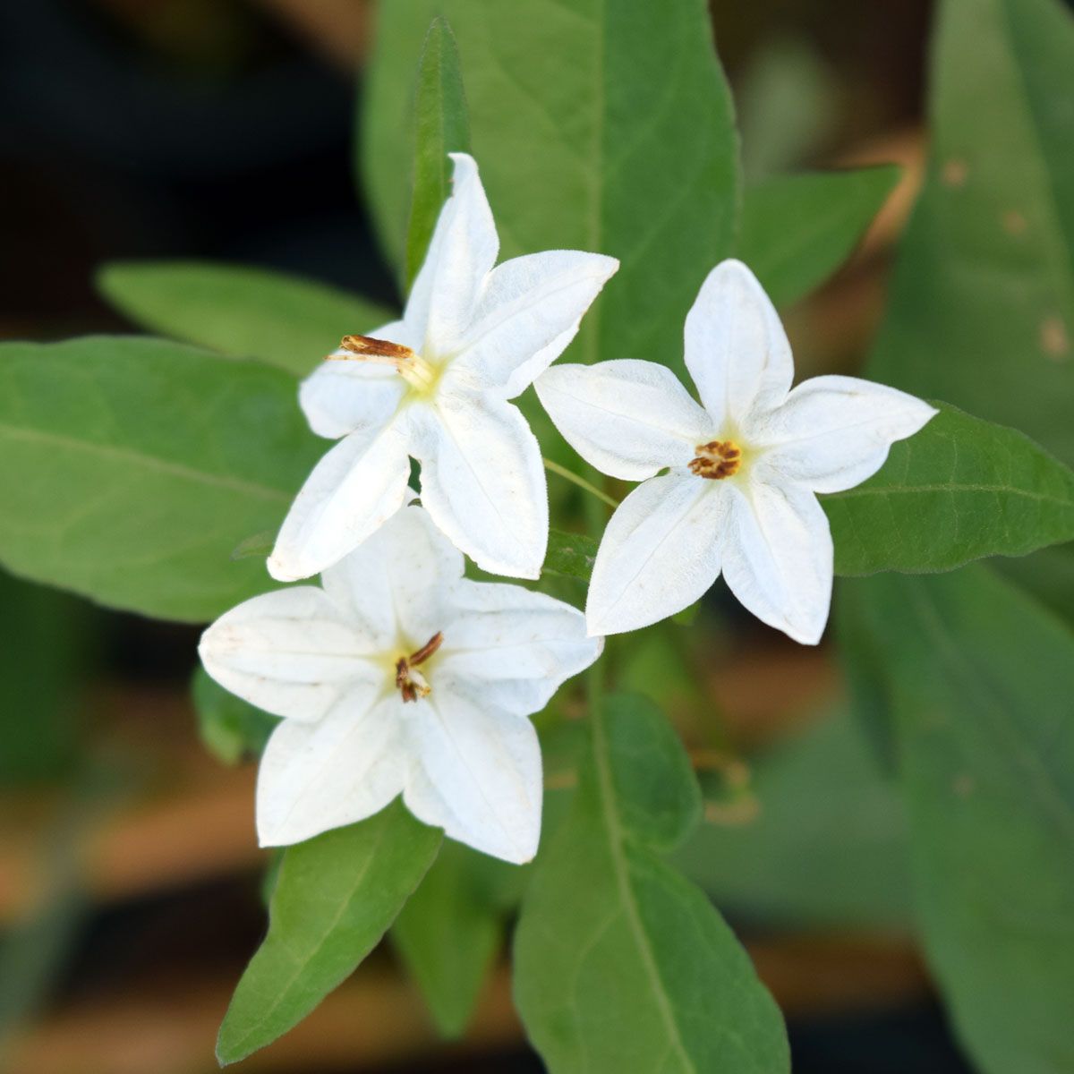 Solanum laxum Album