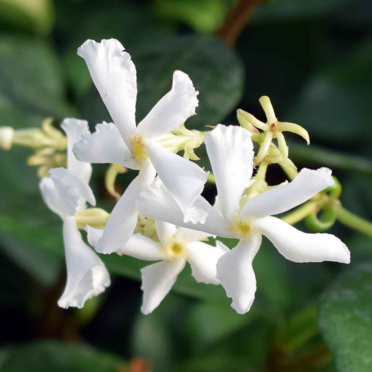 Trachelospermum Jasminoides Star Jasmine Premium Quality Climbers