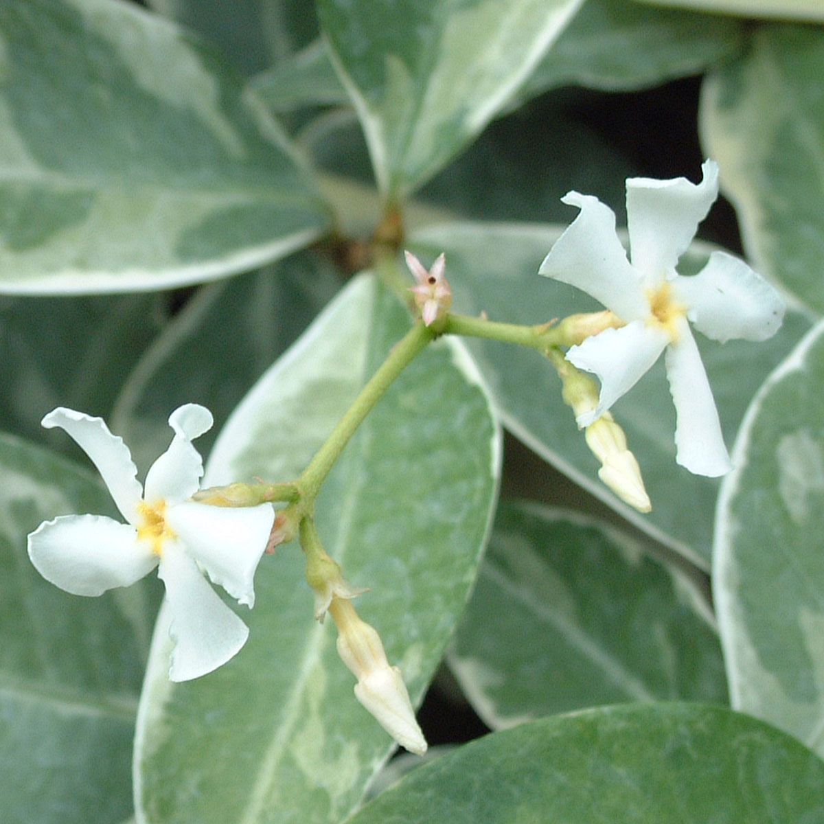 Trachelospermum jasminoides Varigatum