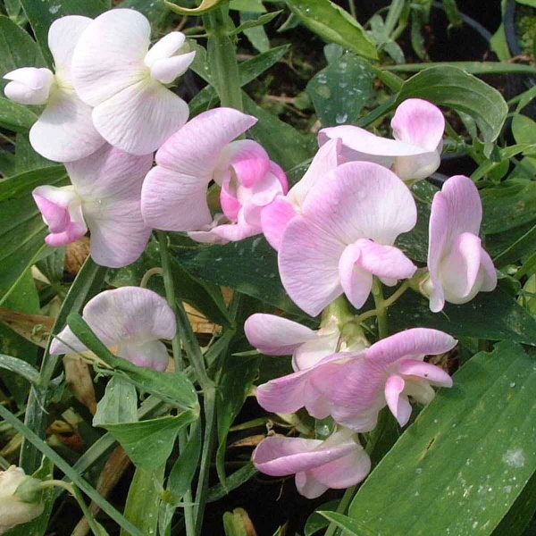 Lathyrus latifolius Pink