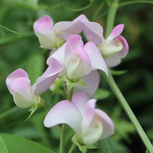 Lathyrus latifolius Pink