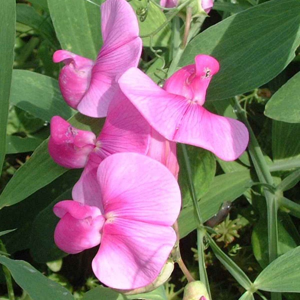 Lathyrus latifolius Red