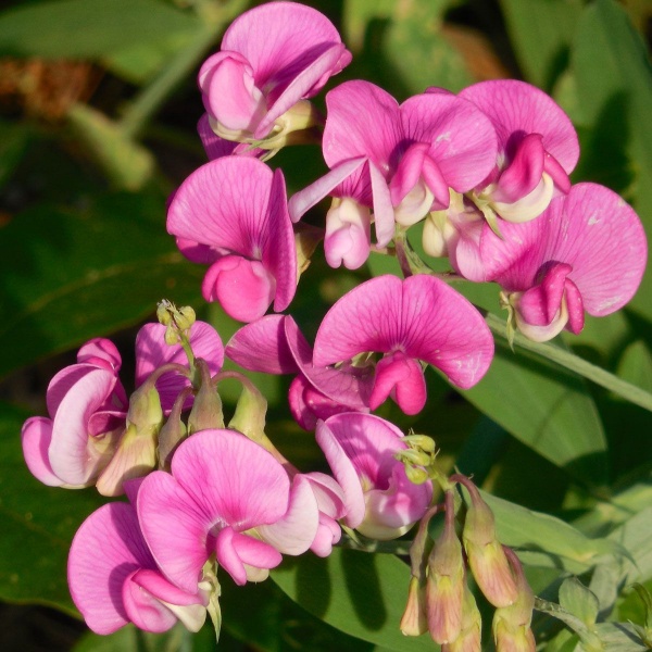 Lathyrus latifolius Red