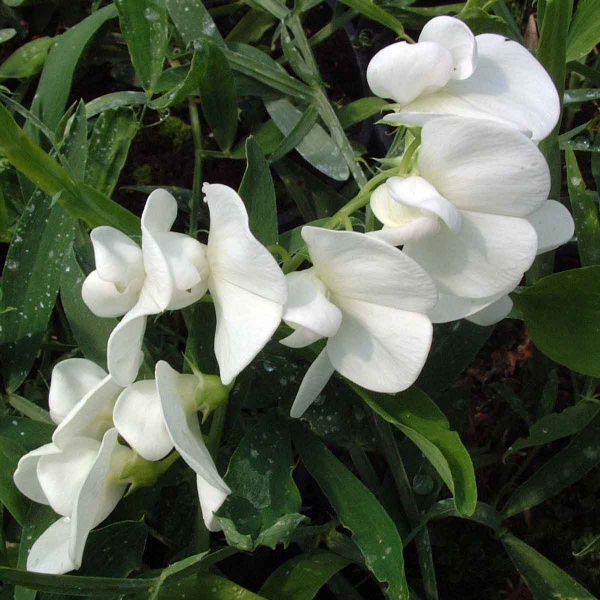 Lathyrus latifolius White