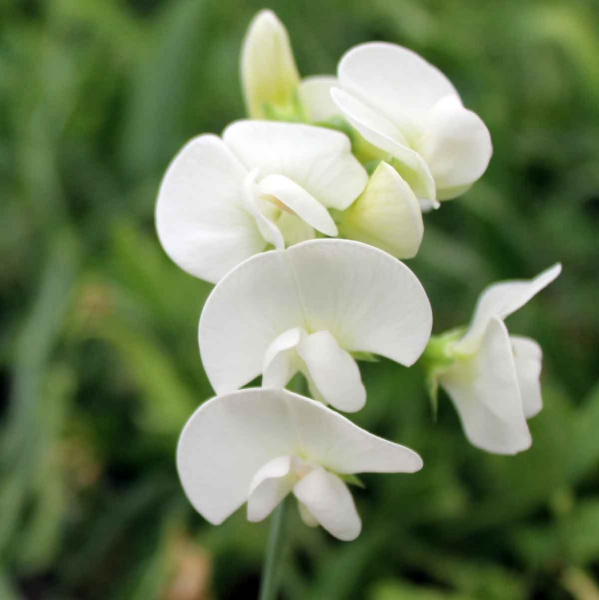 Lathyrus latifolius White