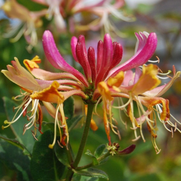 Lonicera etrusca Superba